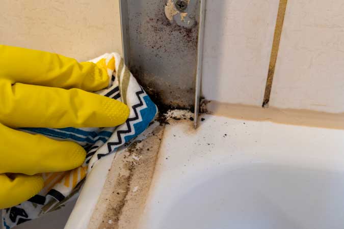 Learn More About Mold Remediation Service